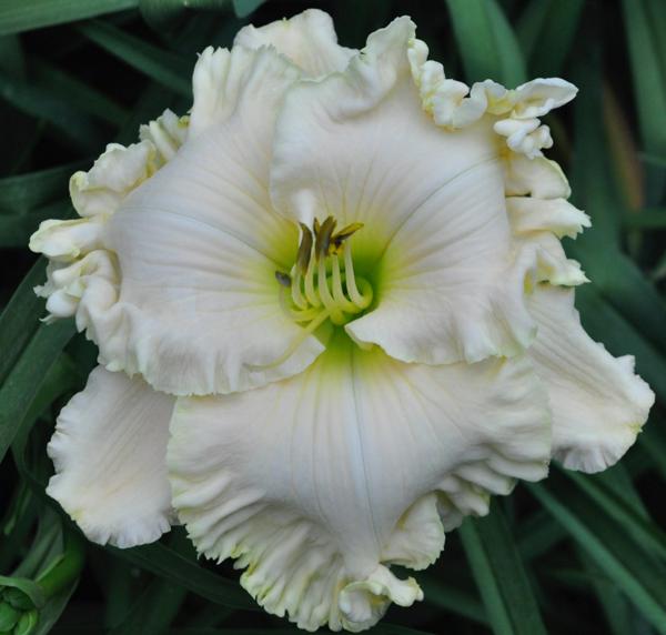 white-ambrosia-copy